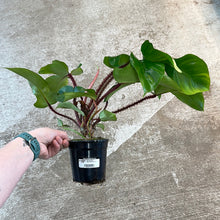 Load image into Gallery viewer, Philodendron &#39;Squamifermum&#39; 4&quot;