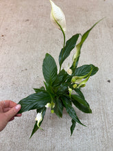 Load image into Gallery viewer, Spathiphyllum 4&quot; - Peace Lily