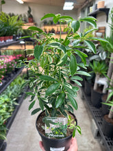 Load image into Gallery viewer, Schefflera sp. Variegata Bush 6&quot; - Umbrella Tree