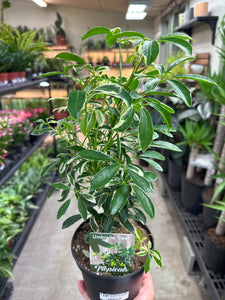 Schefflera sp. Variegata Bush 6" - Umbrella Tree
