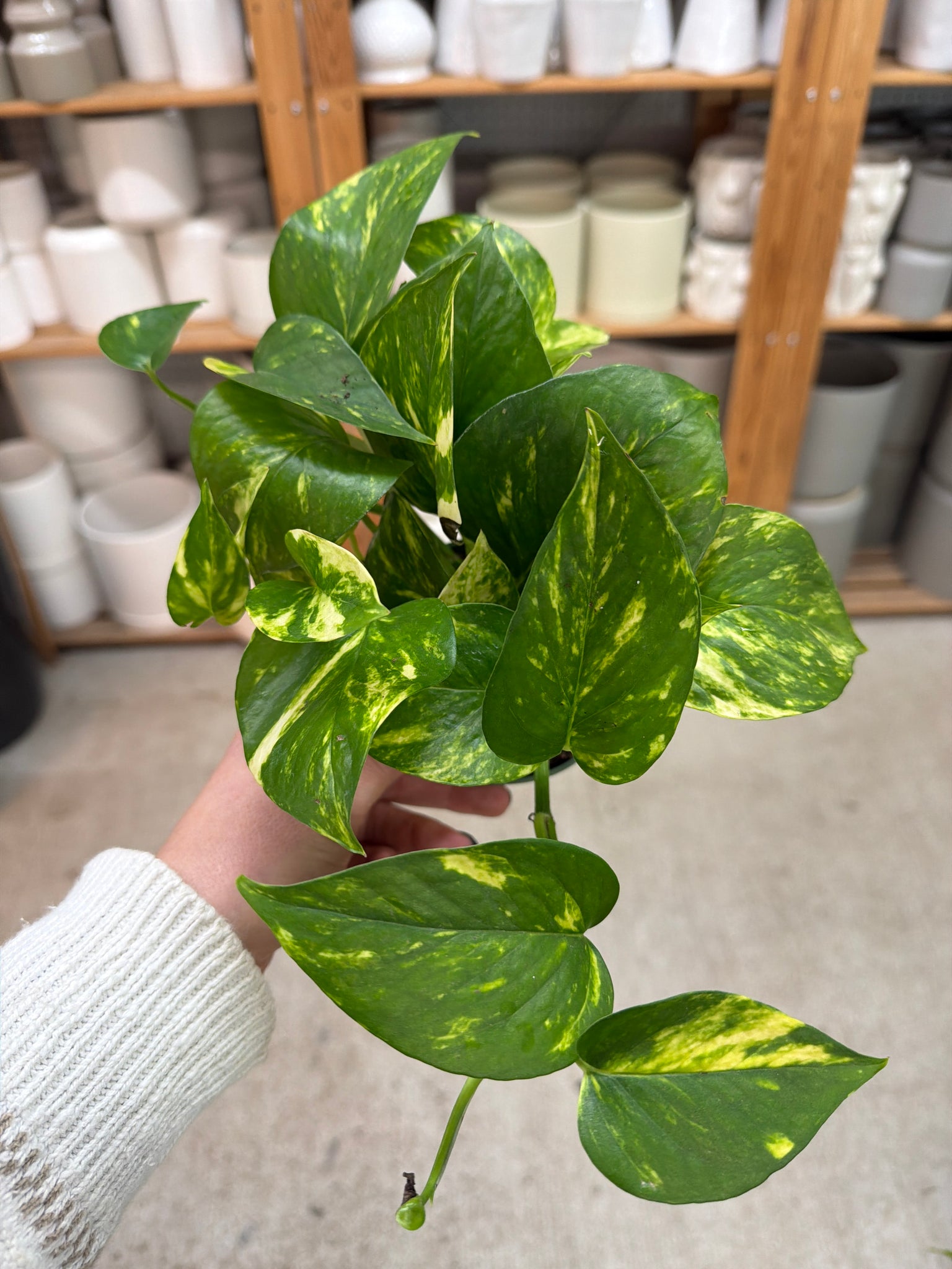 are epipremnum and pothos the same Epipremnum aureum 4"