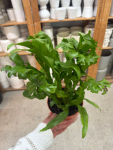 Load image into Gallery viewer, Microsorum Green Flame 6" - Dwarf Elkhorn Fern