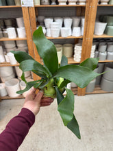 Load image into Gallery viewer, Staghorn Fern Netherlands 4"