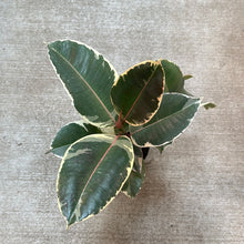 Load image into Gallery viewer, Ficus decora &#39;Tineke&#39; 6&quot; - Tineke Rubber Plant