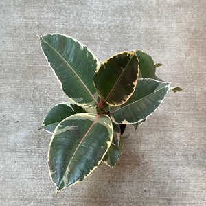 Ficus decora 'Tineke' 6" - Tineke Rubber Plant