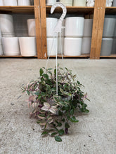 Load image into Gallery viewer, Tradescantia sp. 6" Basket - Tricolour Inch Plant