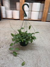 Load image into Gallery viewer, Hoya fitchii 6" HB - Wax Plant