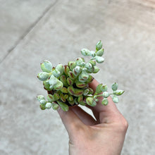 Load image into Gallery viewer, Cotyledon pendens 2&quot;
