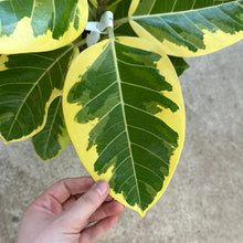 Load image into Gallery viewer, Ficus altissima 8&quot;