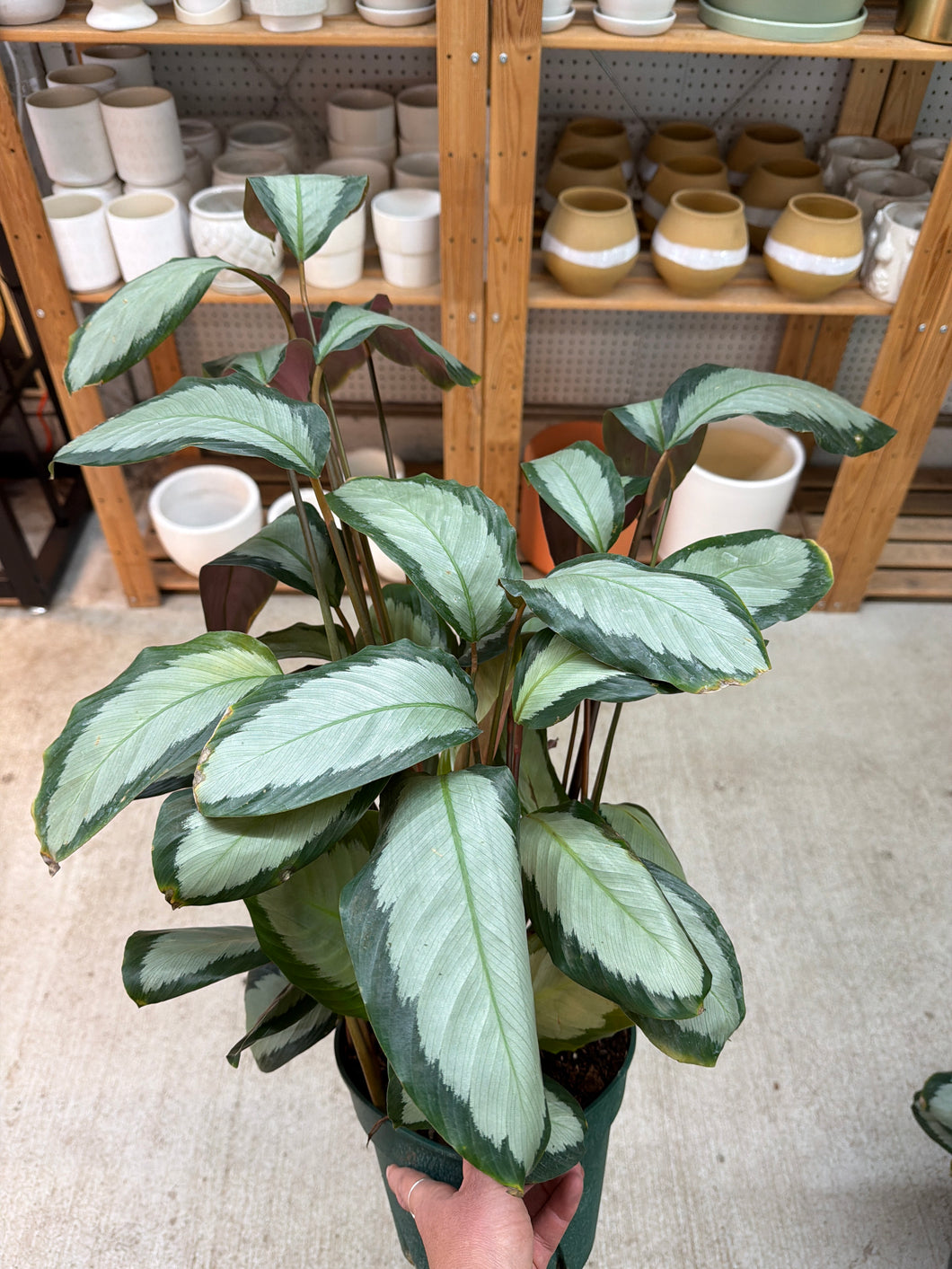 Calathea Picturata 8