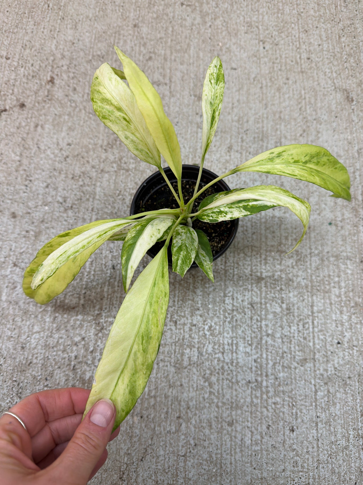 anthurium vittarifolium variegated Anthurium vittarifolium variegated 4" – Kent East Hill Nursery