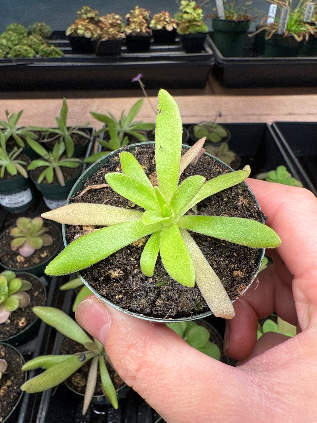 Pinguicula agnate El lobo x Moctezumae 2