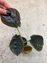 Load image into Gallery viewer, Alocasia cuprea 'Red Secret' 4"