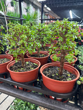 Load image into Gallery viewer, Portulacaria afra sp. 6&quot; - Tree Shape Elephant Bush