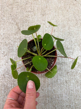 Load image into Gallery viewer, Pilea peperomioides 4" - Chinese Money Plant