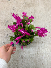 Load image into Gallery viewer, Schlumbergera sp. 6" - Holiday Cactus