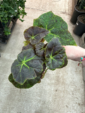 Begonia Aces's High 4