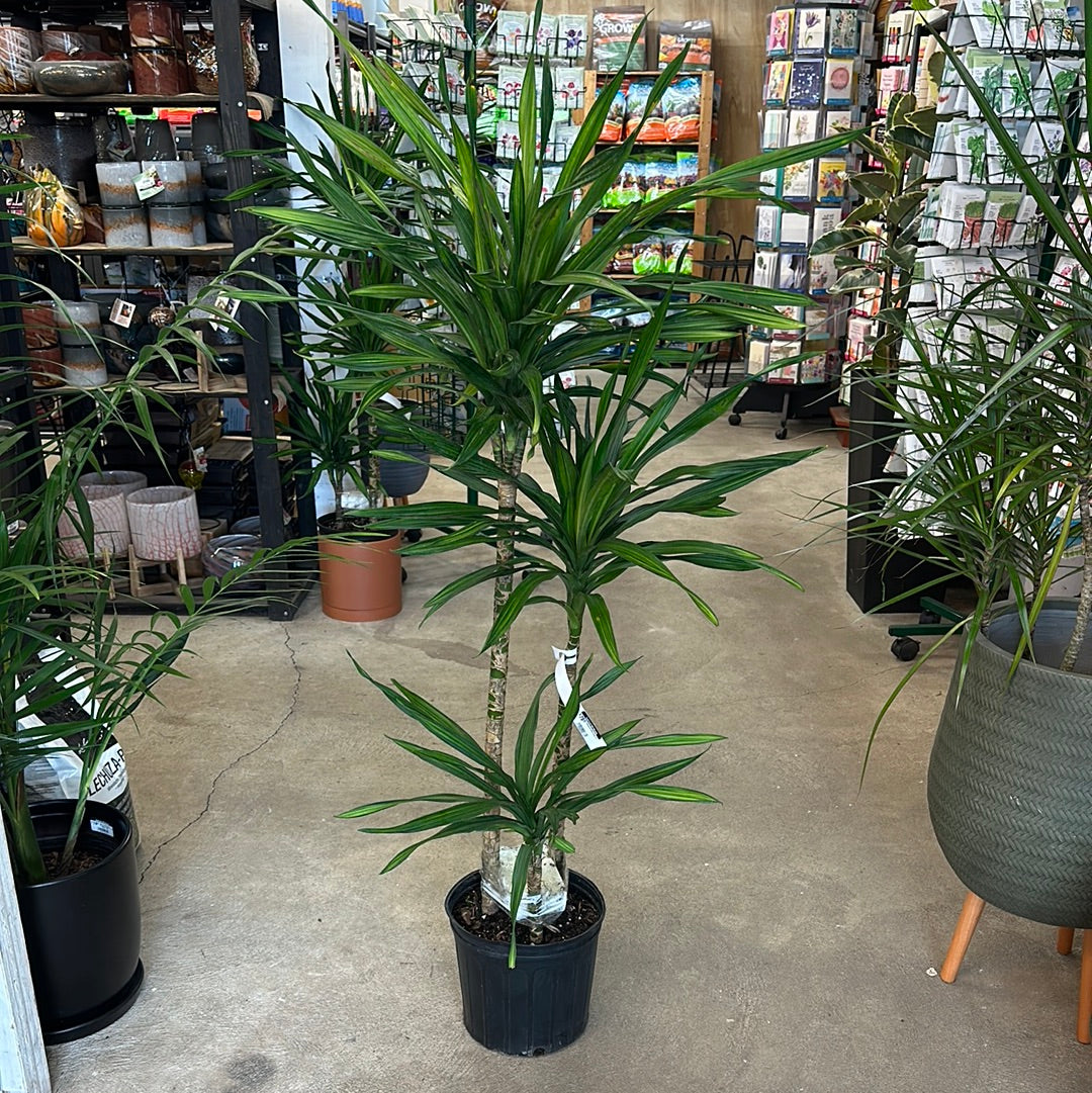 Dracaena Rikki Cane 10