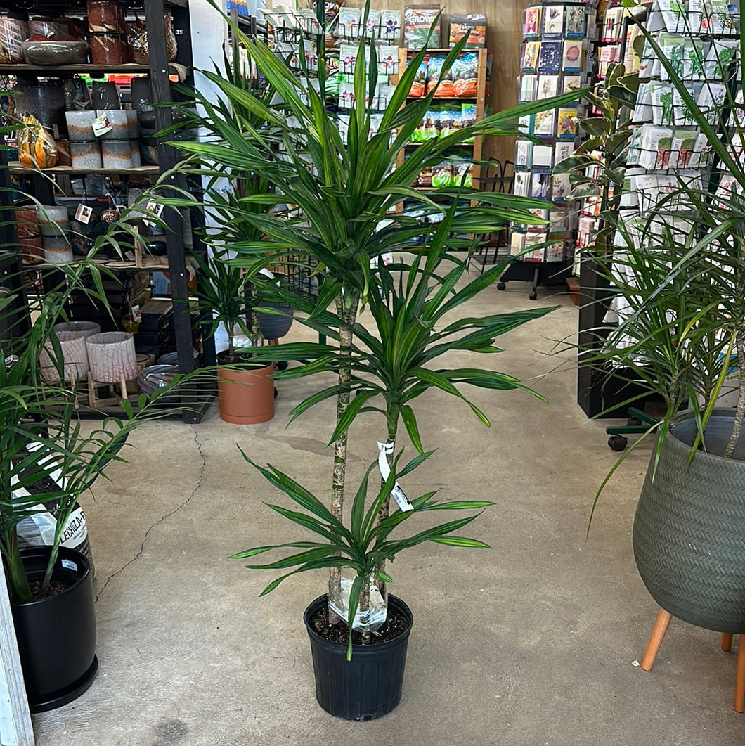 dracaena fragrans rikki Dracaena Rikki Cane 10" – Kent East Hill Nursery