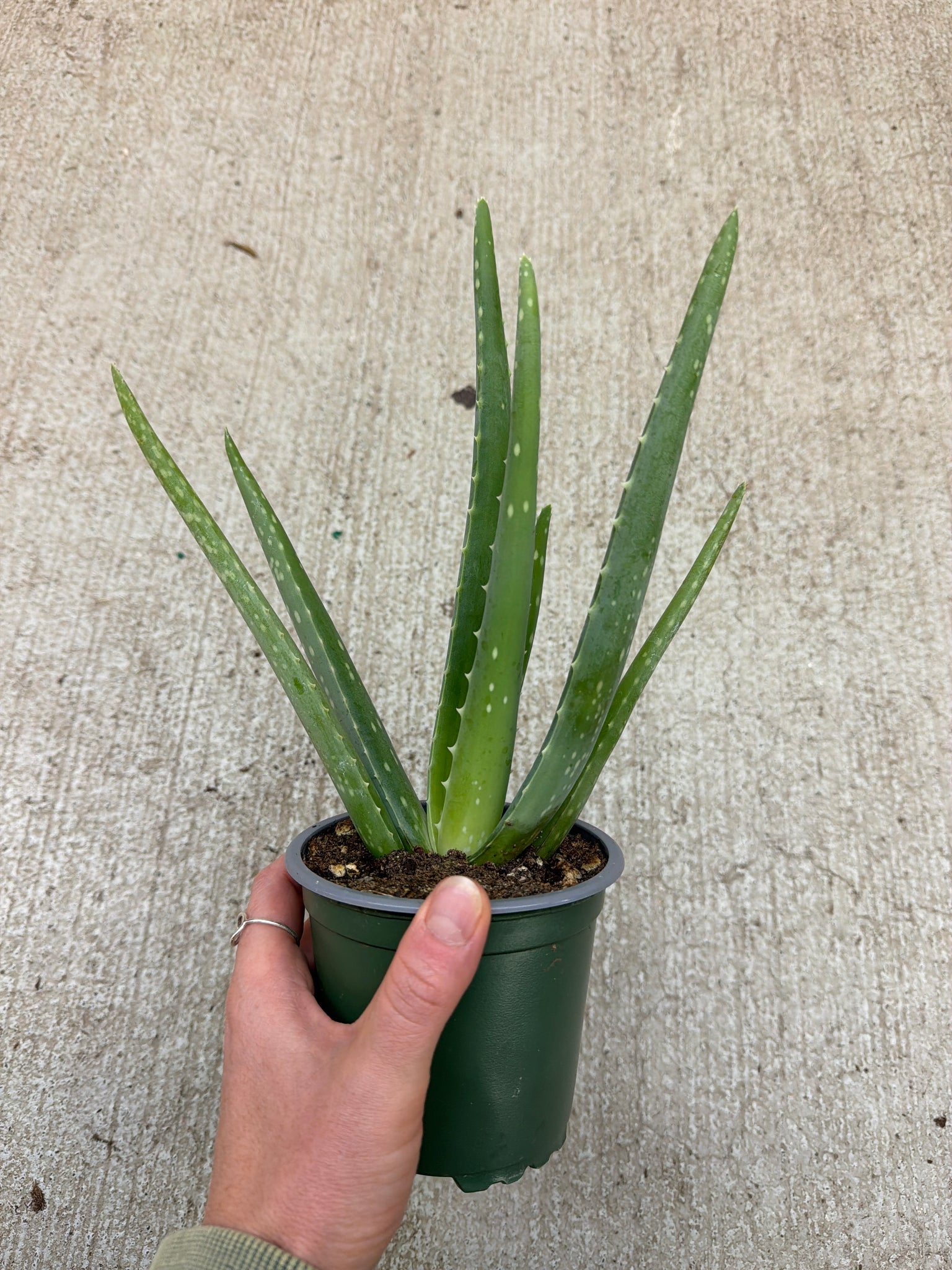 aloe vera plant louisville ky Aloe Vera 4"