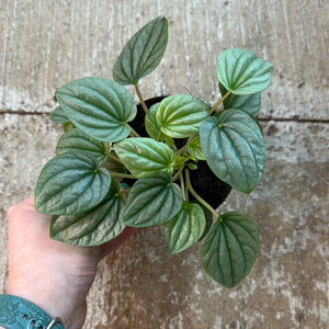 Peperomia Frost 4"