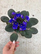 Load image into Gallery viewer, Saintapaulia sp. 4" - Collector/Speciality African Violet