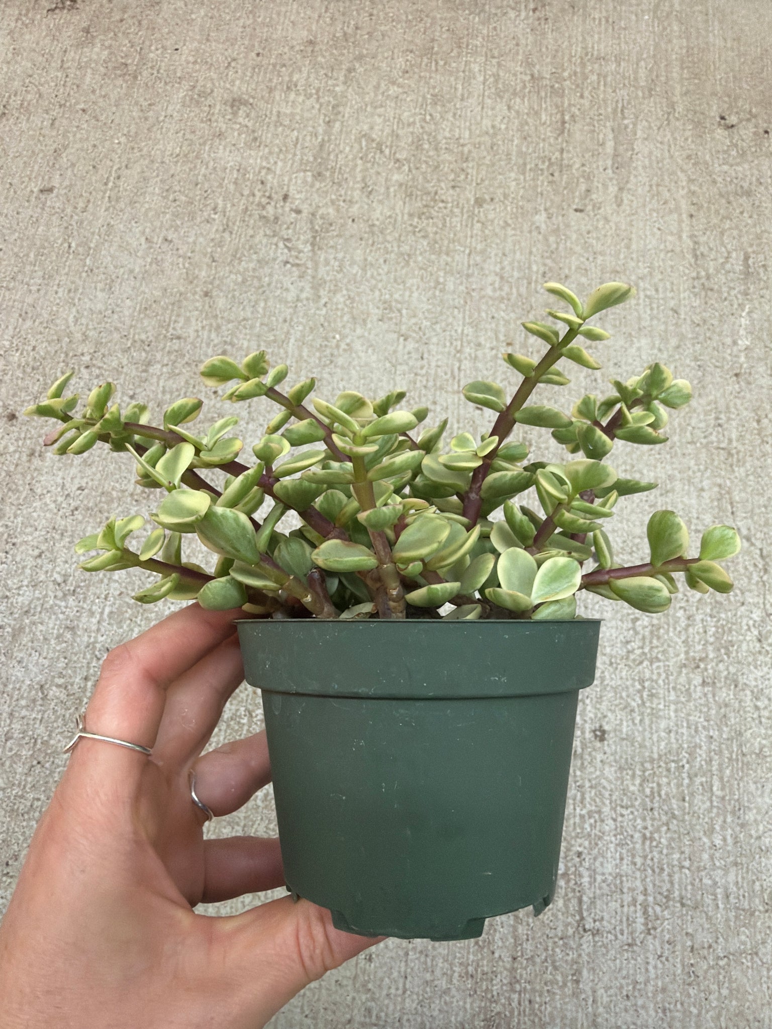 portulaca succulent plant Portulaca afra 'Variegata' 4"