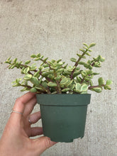 Load image into Gallery viewer, Portulaca afra 'Variegata' 4" - Elephant Bush
