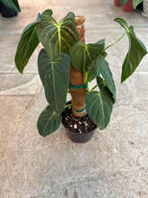 Load image into Gallery viewer, Philodendron &#39;Melanochrysum&#39; 6&quot; - Black-Gold Philodendron
