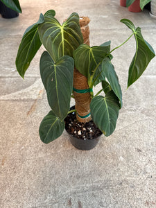 Philodendron 'Melanochrysum' 6" - Black-Gold Philodendron