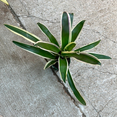 Neoregelia Raphael 4