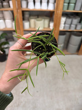 Load image into Gallery viewer, Hoya sp. Linearis 2" - Wax Plant
