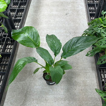 Load image into Gallery viewer, Tacca integrifolia 6&quot; - Bat Plant