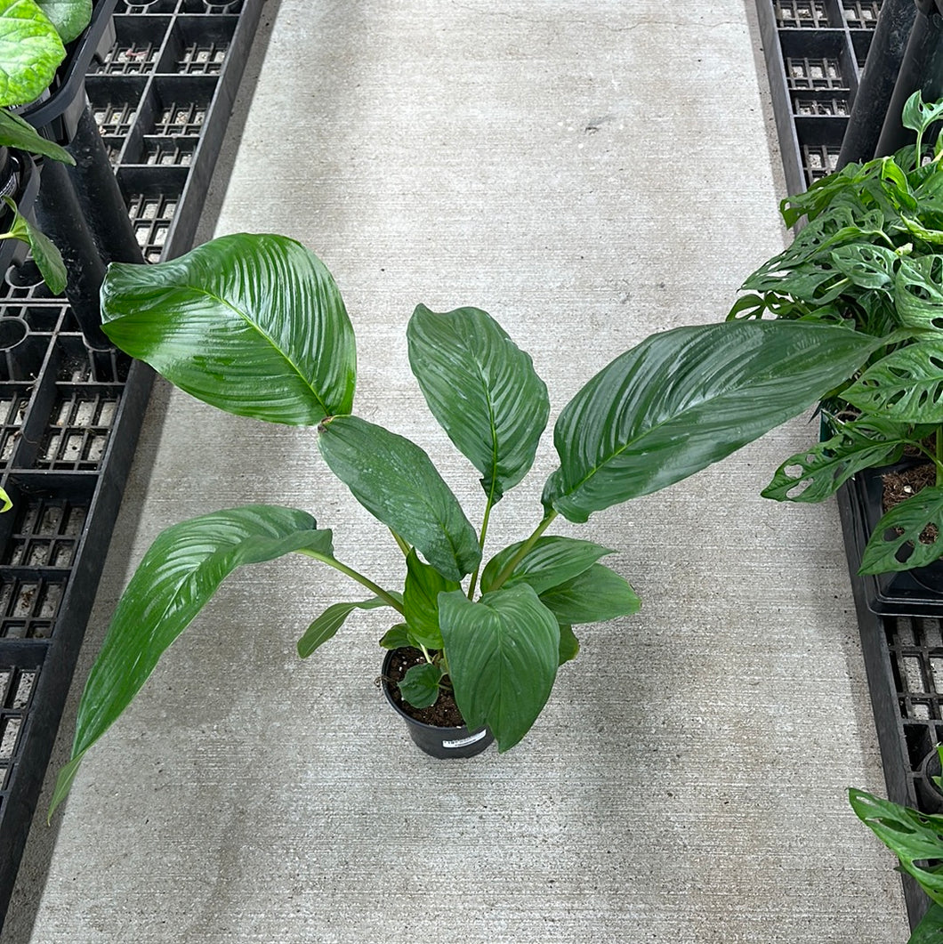 Tacca integrifolia 6