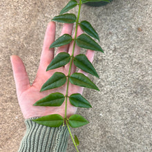 Load image into Gallery viewer, Hoya lanceolata &#39;Bella&#39; 6&quot; HB