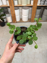 Load image into Gallery viewer, Peperomia 'Hope' 4"