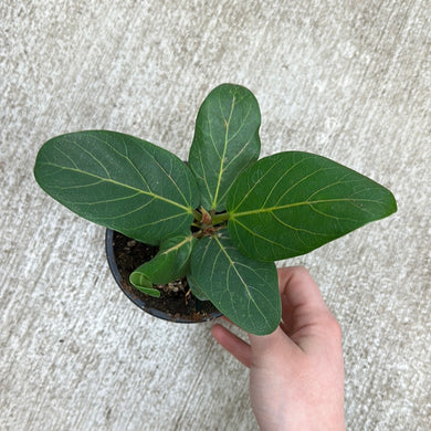 Ficus Audrey 4