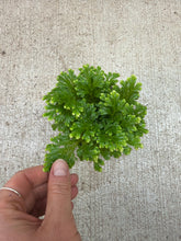 Load image into Gallery viewer, Selaginella kraussiana &#39;Frosty&#39; 4&quot; - Frosty Fern
