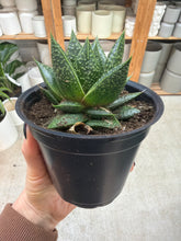 Load image into Gallery viewer, Gasteria Robin 4"