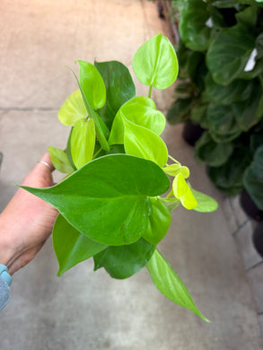 Philodendron heder. aureum 4