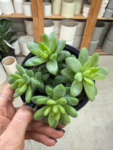 Load image into Gallery viewer, Sedum Blue Brazil 4"