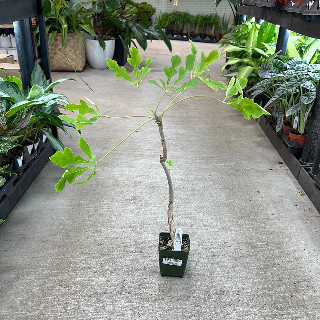 cabbage tree indoor plant Cussonia paniculata 4"