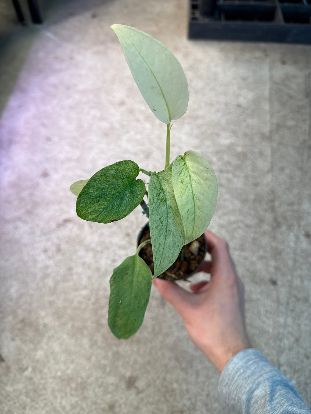monstera laniata variegated Monstera laniata variegata 2" – Kent East Hill Nursery