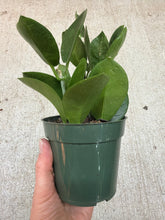 Load image into Gallery viewer, Hoya Australis 4&quot;