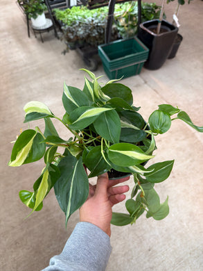 Philodendron 'Silver Stripe' 6