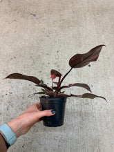 Load image into Gallery viewer, Philodendron 'Pink Princess' 4"