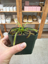 Load image into Gallery viewer, Drosera sp. 4" - Sundew