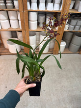 Load image into Gallery viewer, Oncidium Wildcat 'Golden Red Stars' 4"