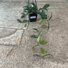 Load image into Gallery viewer, Hoya phuwuaensis splash 4&quot;