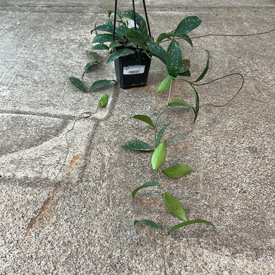 Hoya phuwuaensis splash 4